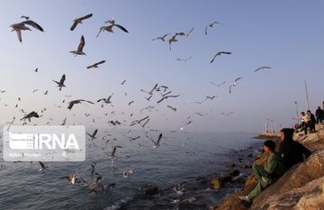 Seabirds on the shores of Iran's Bushehr