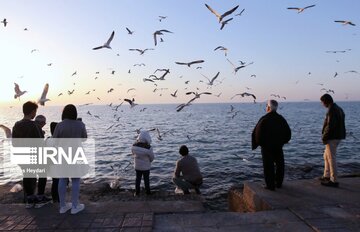 Seabirds on the shores of Iran's Bushehr