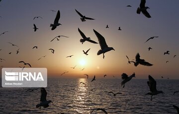 Seabirds on the shores of Iran's Bushehr