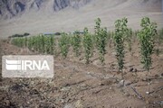 ۵۰۰ هزار اصله نهال در استان سمنان توزیع می‌شود