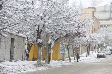 شهروندان مهابادی شاخه درختان را برف تکانی کنند