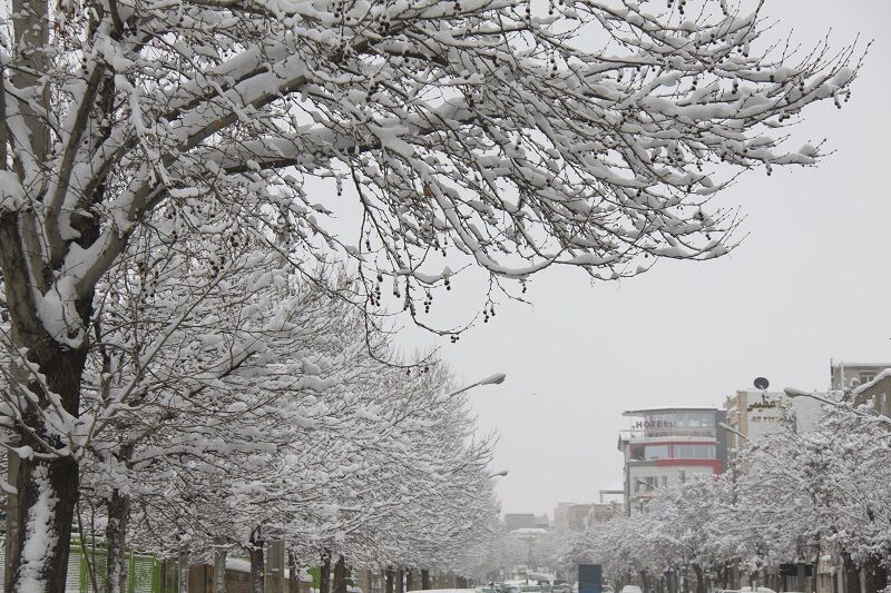 شهروندان مهابادی شاخه درختان را برف تکانی کنند