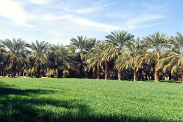 خوزستان تولید کننده  ۲۰ درصد غذای کشور است/ مغفول ماندن ظرفیت‌ کشاورزی استان در سایه نفت