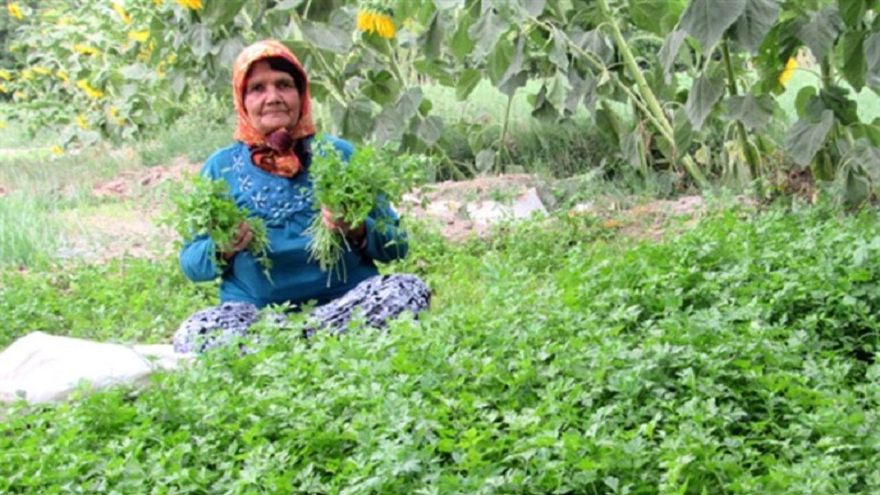 احیای تشکل‌های زنان روستایی خراسان رضوی در دستور کار قرار گرفت