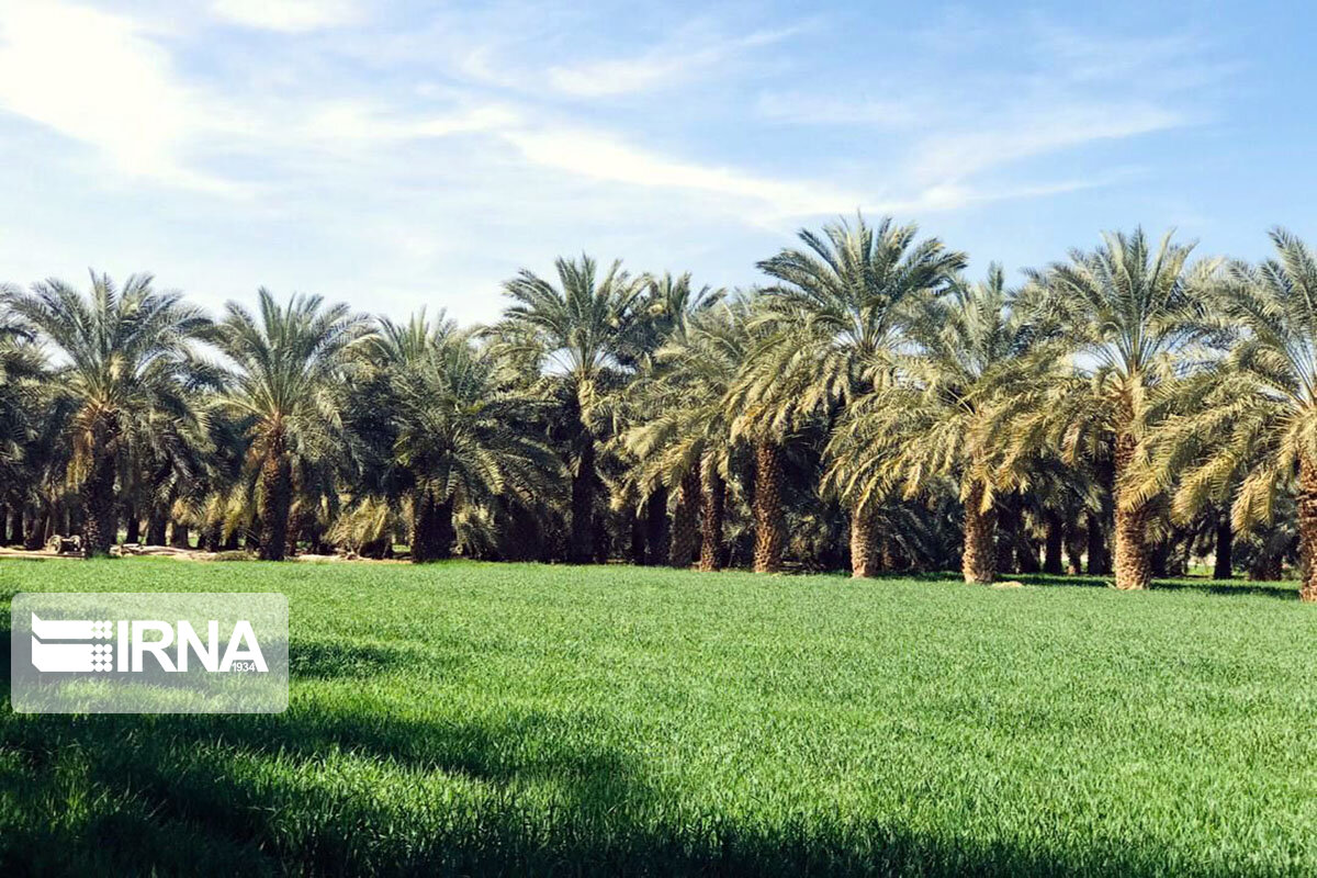 خوزستان تولید کننده  ۲۰ درصد غذای کشور است/ مغفول ماندن ظرفیت‌ کشاورزی استان در سایه نفت