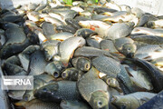 ۶۰۰تن ماهی گرمابی و خاویاری در هرمزگان تولید شد
