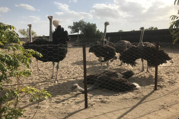 فعالیت ۱۸ واحد پرورش شترمرغ سنتی و صنعتی شتر مرغ در سیستان و بلوچستان