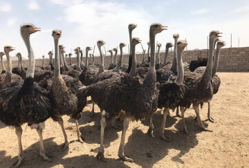 فعالیت ۱۸ واحد پرورش شترمرغ سنتی و صنعتی شتر مرغ در سیستان و بلوچستان