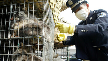تجارت و خوردن گوشت حیوانات وحشی در چین ممنوع شد
