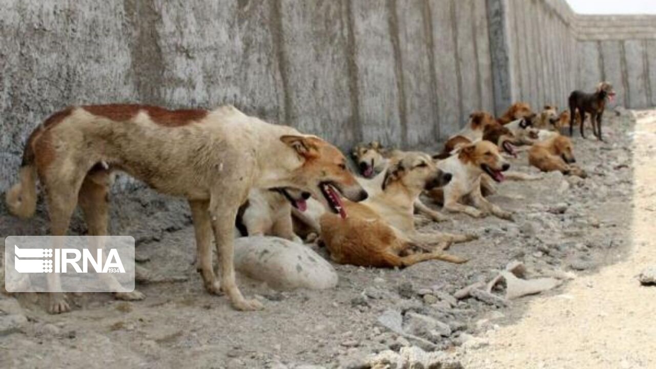 جمع‌آوری سگ‌های بی‌صاحب در قصرشیرین مطالبه جدی مردم