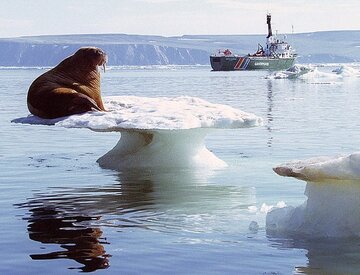 گرم شدن هوای زمین تغییر ناگهانی و چشمگیری در قطب شمال ایجاد کرده است