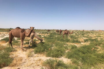 سیستان و بلوچستان مهد پرورش شتر در کشور