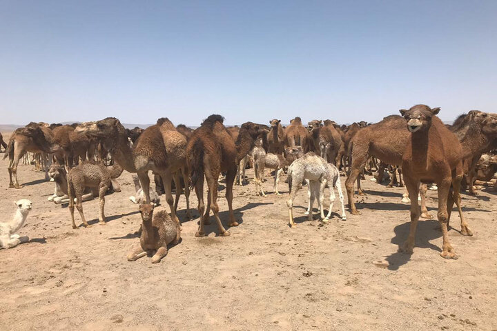 پرورش شتر در سیستان و بلوچستان، فرصتی برای اشتغالزایی و رونق اقتصادی
