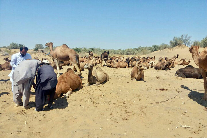 پرورش شتر در سیستان و بلوچستان، فرصتی برای اشتغالزایی و رونق اقتصادی