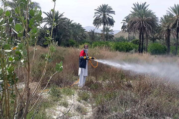 مبارزه با ملخ صحرایی در سیستان و بلوچستان از مرز ۱۱۰۰هکتار گذشت