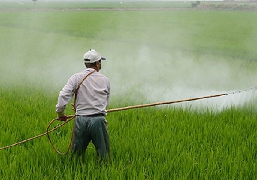 پیش‌بینی افزایش آلودگی بهاره سن گندم در مزارع شیروان