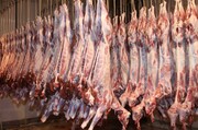 توزیع ۱۶۰ تن گوشت قرمز و سفید در ایلام