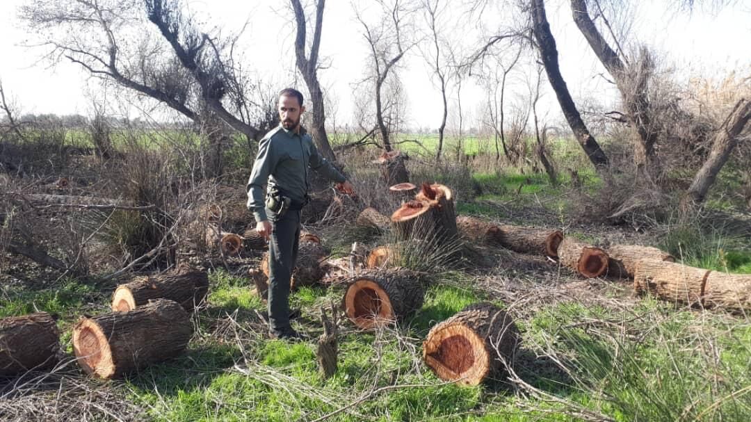 ۱۰ پرونده قضایی درخصوص قطع درختان جنگلی پارک ملی دز تشکیل شد