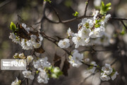 Spring blossoms in southwestern Iran