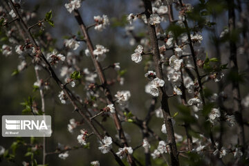 Blossoms of spring in southwestern Iranian gardens