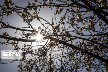 Blossoms of spring in southwestern Iranian gardens