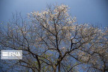 Blossoms of spring in southwestern Iranian gardens