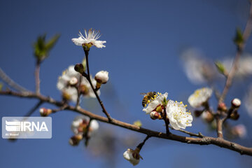 Blossoms of spring in southwestern Iranian gardens