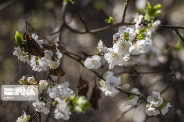 Blossoms of spring in southwestern Iranian gardens