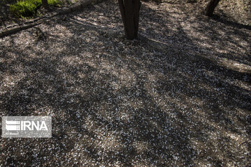 Blossoms of spring in southwestern Iranian gardens