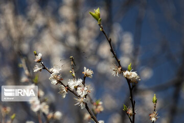 Blossoms of spring in southwestern Iranian gardens