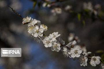 Blossoms of spring in southwestern Iranian gardens