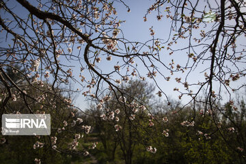 Blossoms of spring in southwestern Iranian gardens