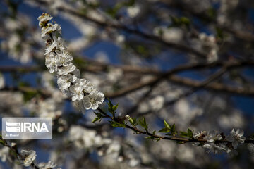 Blossoms of spring in southwestern Iranian gardens