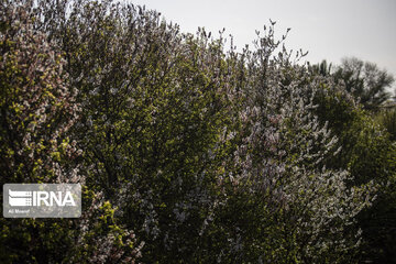 Blossoms of spring in southwestern Iranian gardens