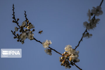 Blossoms of spring in southwestern Iranian gardens