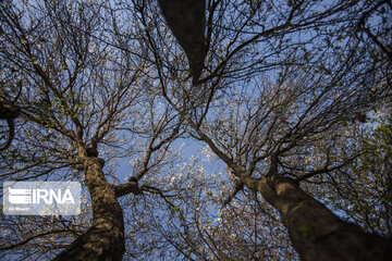 Blossoms of spring in southwestern Iranian gardens