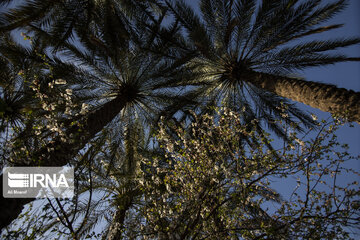 Blossoms of spring in southwestern Iranian gardens