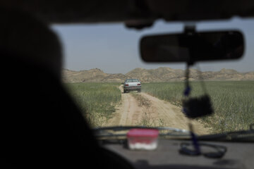 ملخ خوزستان ملخ صحرایی
