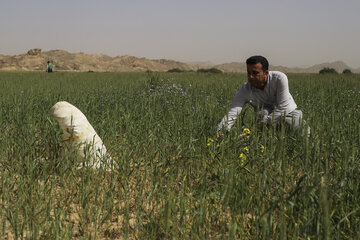 ملخ خوزستان ملخ صحرایی