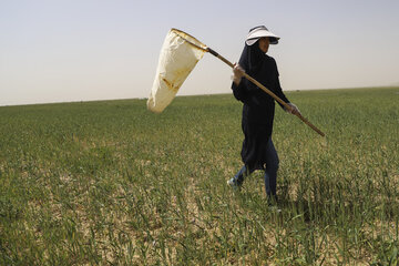 ملخ خوزستان ملخ صحرایی