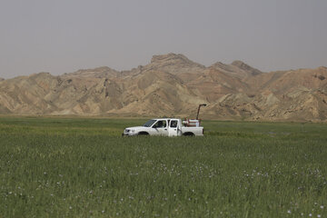 ملخ خوزستان ملخ صحرایی