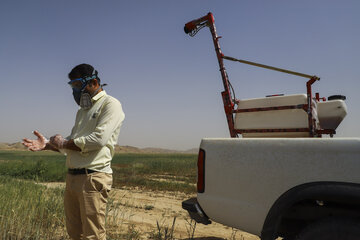 ملخ خوزستان ملخ صحرایی