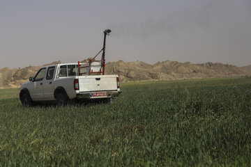 ملخ خوزستان ملخ صحرایی
