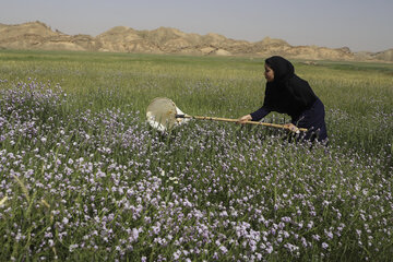 ملخ خوزستان ملخ صحرایی