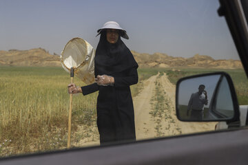 ملخ خوزستان ملخ صحرایی