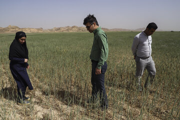 ملخ خوزستان ملخ صحرایی
