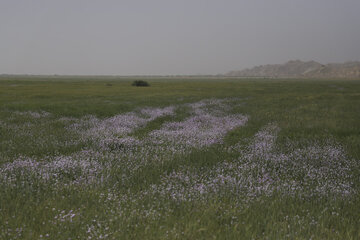 ملخ خوزستان ملخ صحرایی