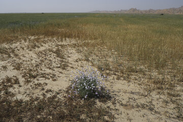 ملخ خوزستان ملخ صحرایی