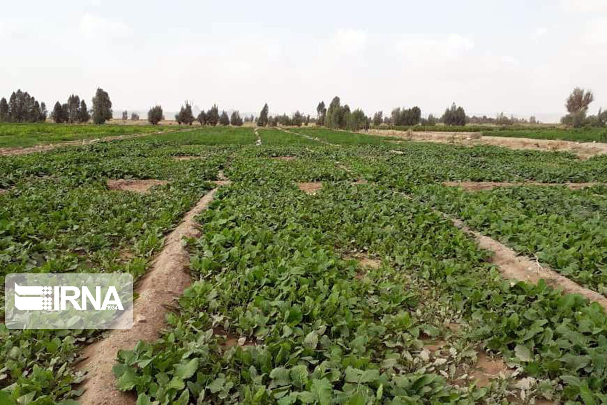 68 سبزی‌کار متخلف به دستگاه قضایی کردستان معرفی شدند