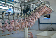 ذخیره روزانه ۵۰ تن مرغ مازاد تولید در گیلان